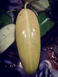 Philodendron Whipple Way Variegata Filodendron roślina kolekcja