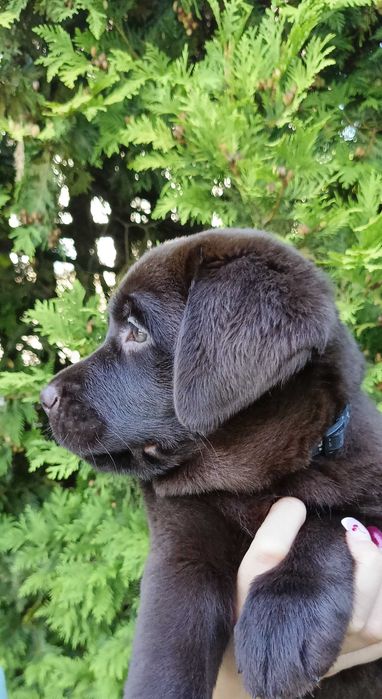 Labrador Retriever Czekoladowa suczka Zkwp/FCI