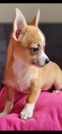 Chihuahua śliczna dziewczynka