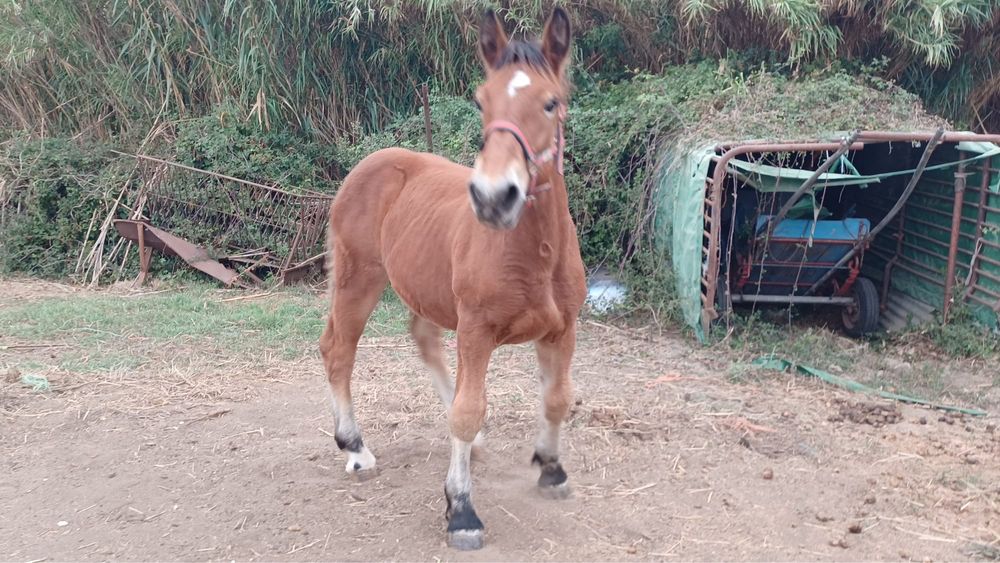 Poldro Breton X Percheron