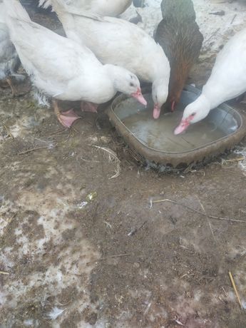 Jaja lęgowe kaczek białych oraz kur niosek dominat, susex, rossa
