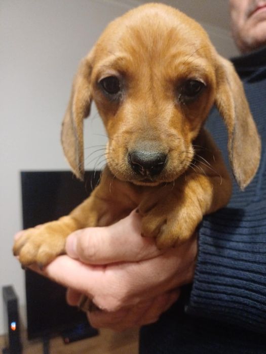 Jamnik krótkowłosy