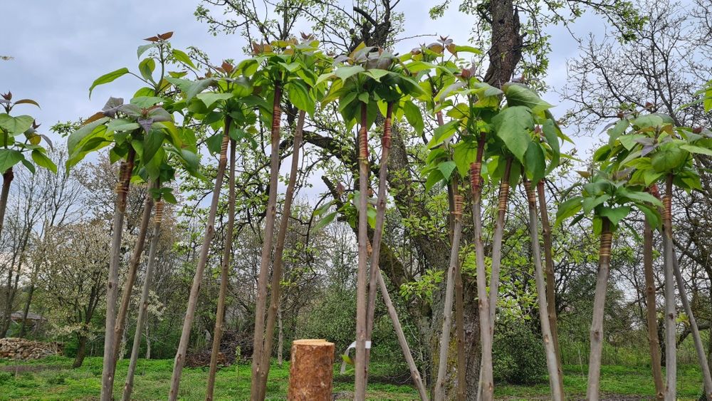 Catalpy klony wierzby, wiśnie japońskie
