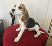 Piesek beagle gotowy do odbioru z Rodowodem