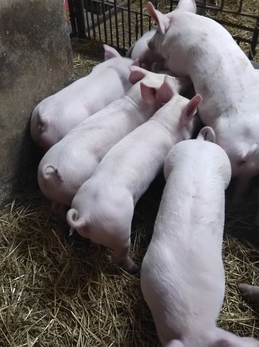Prosięta,prosiaki,warchlaki,10 sztuk,9 tygodni,transport