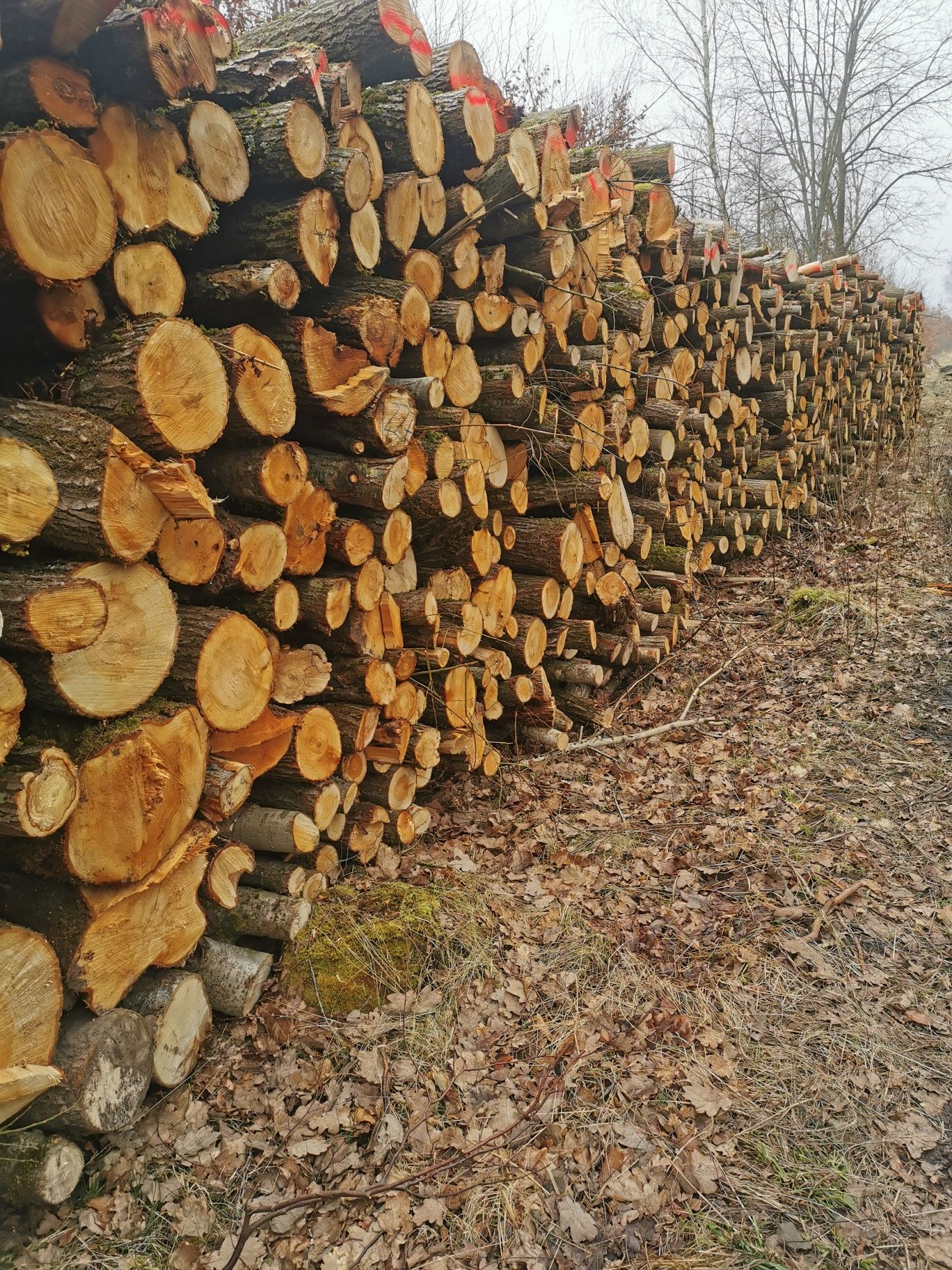 Sprzedam drewno opałowe 8osiem8 5trzy4 291