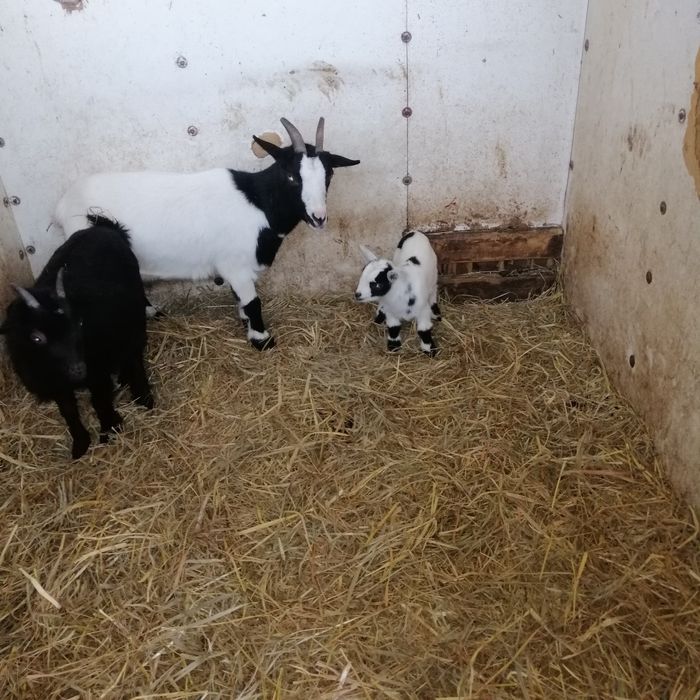 Kózki miniaturki dla dzieci do ogrodów., do skubania trawy.