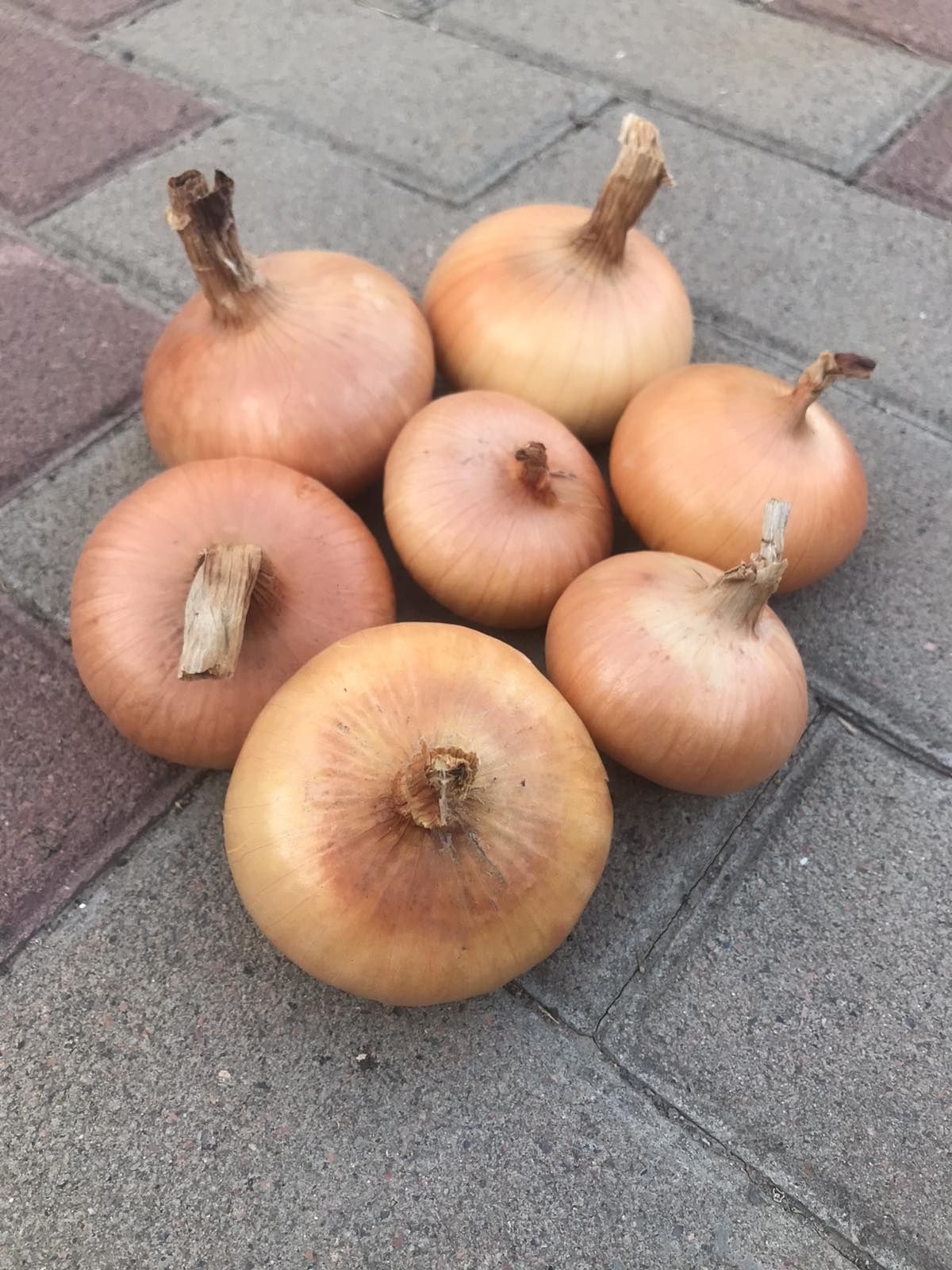 Продам цибулю Штутгарт
