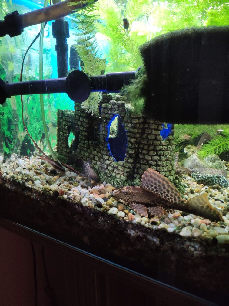 Akwarium 160l z szafką