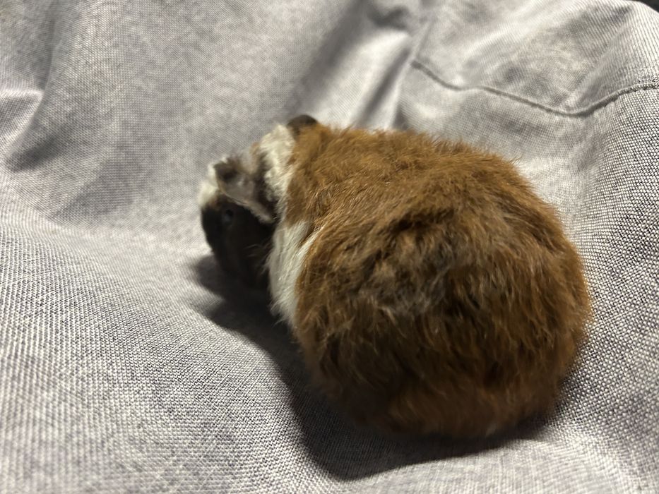 Sprzedam. Świnka morska. Samiec