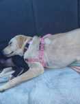 Maggie 6 meses procura um lar