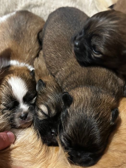 Пекінес цуцики / цуценята породи Пекінес