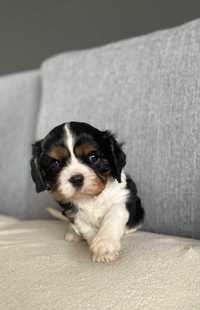 Cavalier King Charles Spaniel