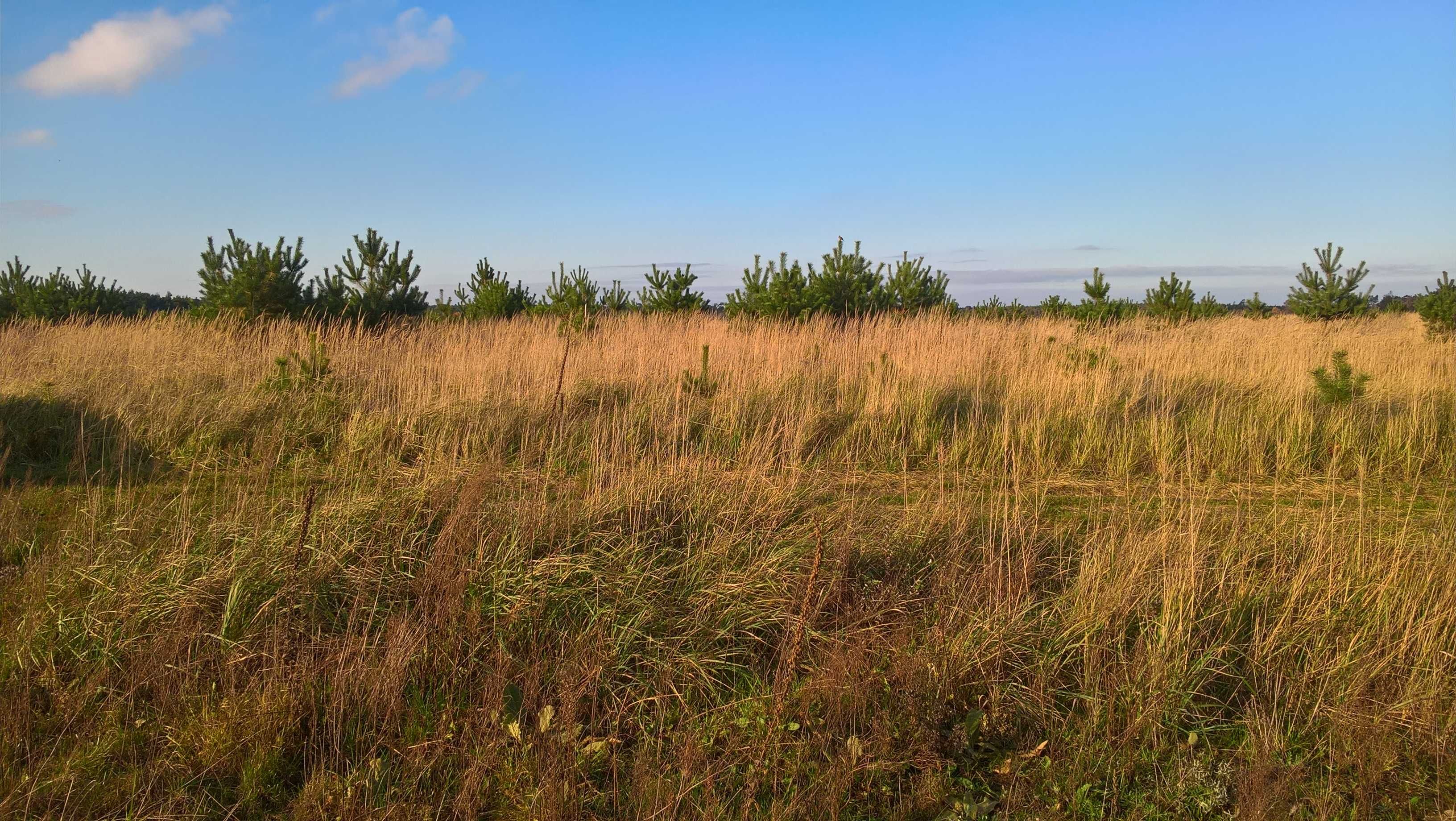 Luciny, działka budowlana 1500m2, warunki zabudowy