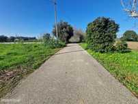 Terreno Rustico de 5000m2 em Paredes Do Bairro, Anadia