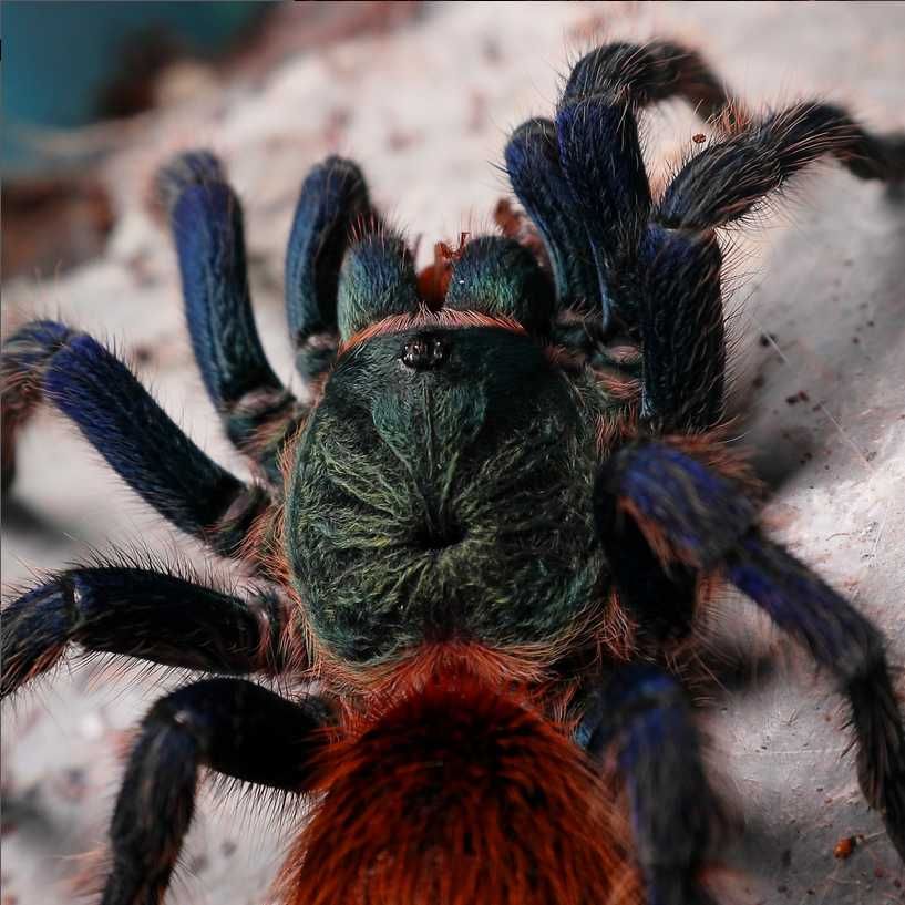 Chromatopelma cyaneopubescens L2