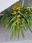 Vaso de orquídeas Grande