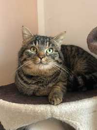 OSKAREK - piękny okrągły kotek do adopcji :)