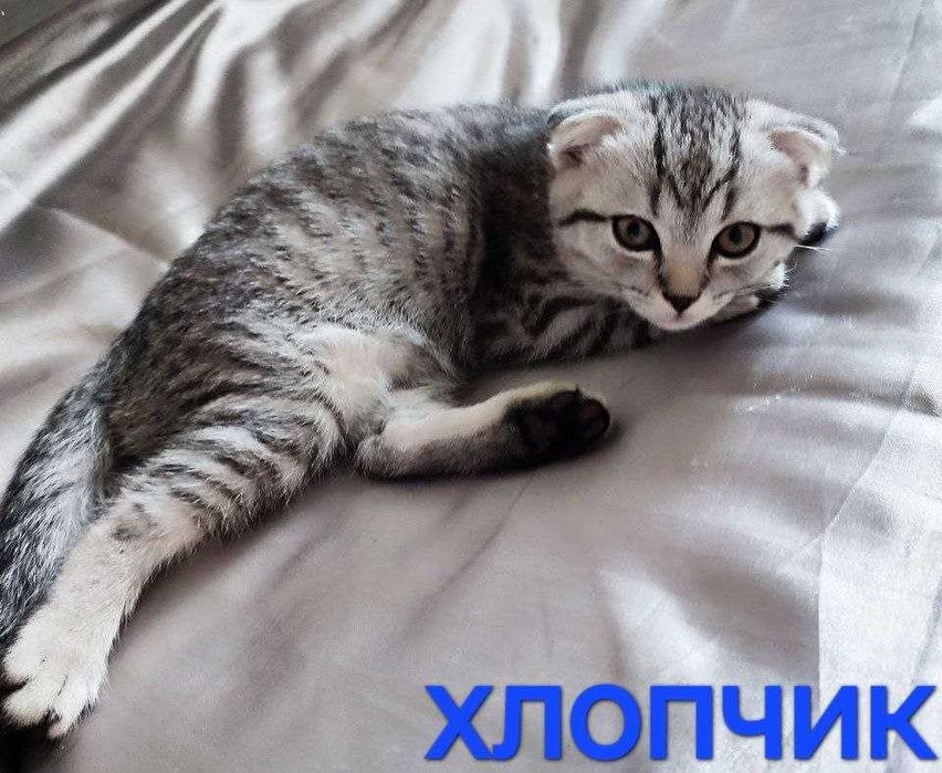 Шотландські кошенята скоттіш фолд, срібний таббі.