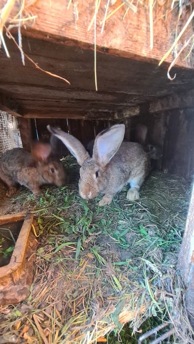 Króliki samice i młode