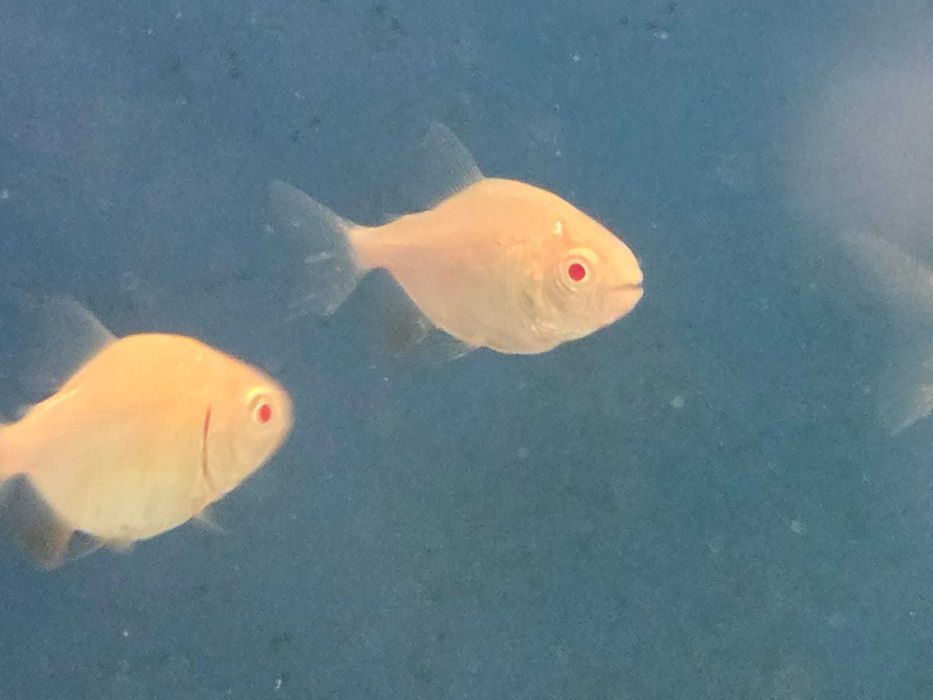 Pacu\Colossoma brachypomum ALBINO 4-5cm
