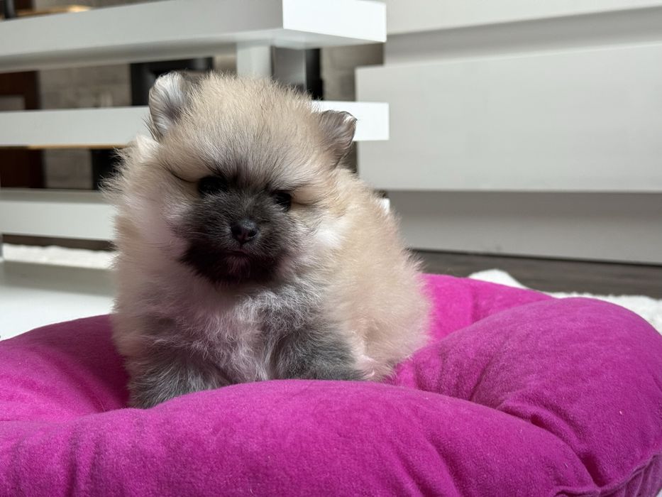 Szpic miniaturowy pomeranian, suczka  orange sable.