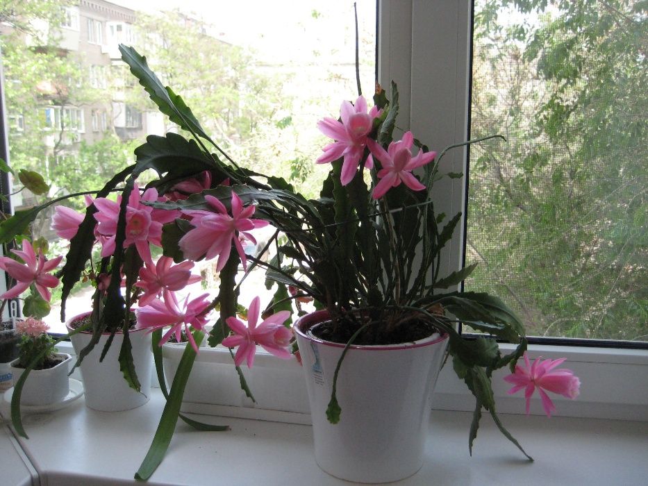 Эпифиллум Epiphyllum 'Deutsche Kaiserin'