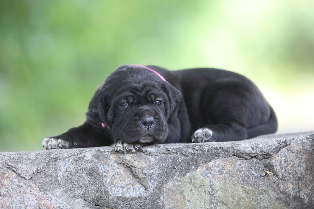 Девочка корсо_Ламба