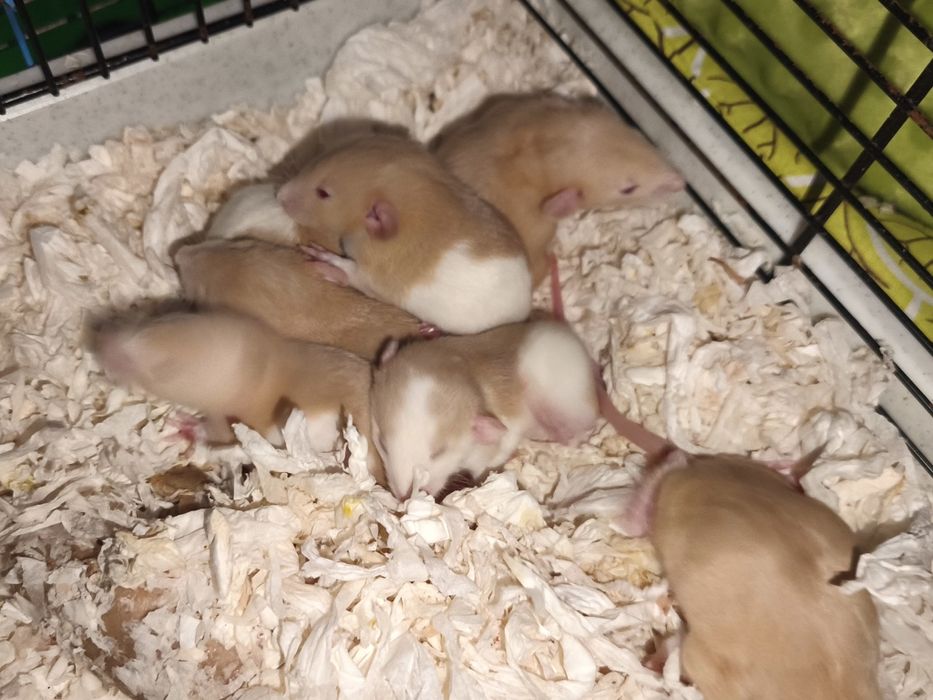 Młode szczurki dumbo, szczur dumbo, domowa hodowla oswojone piękne