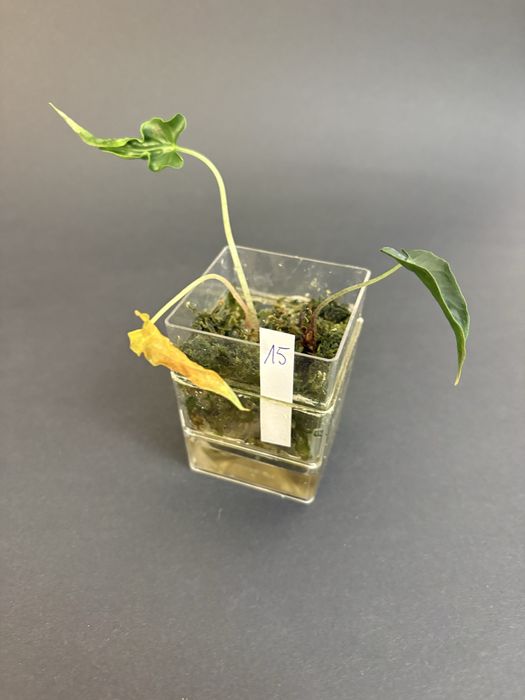 Alokazja - nadwyżki - gęsto!