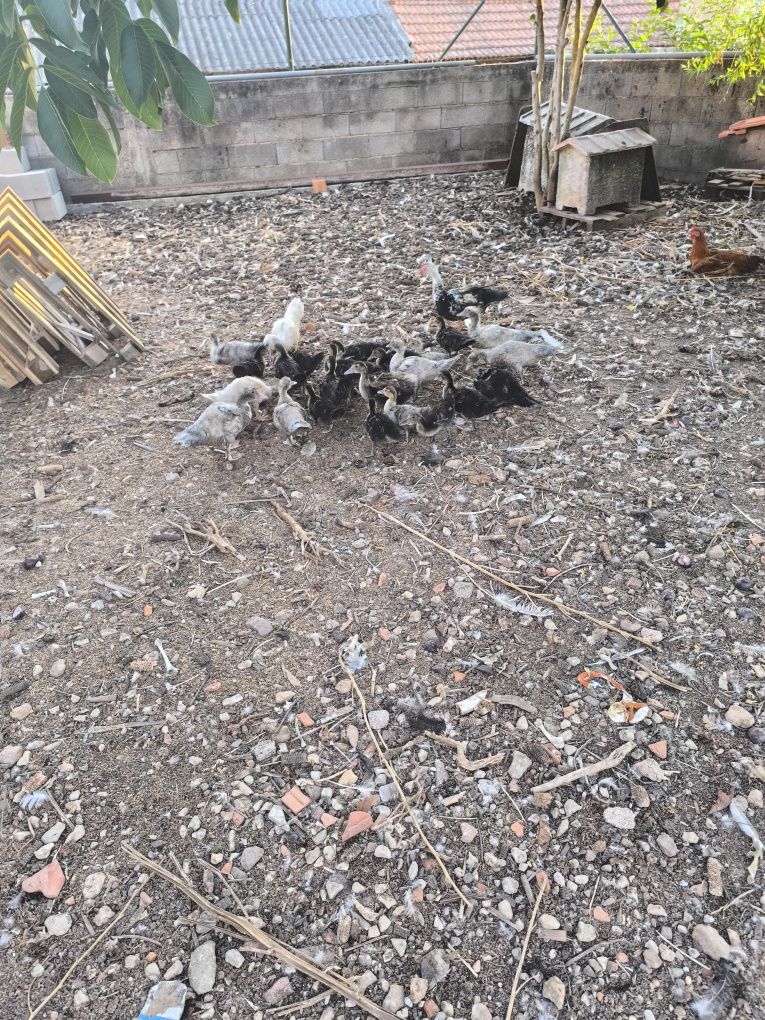 Patos mudos, vários tamanhos.