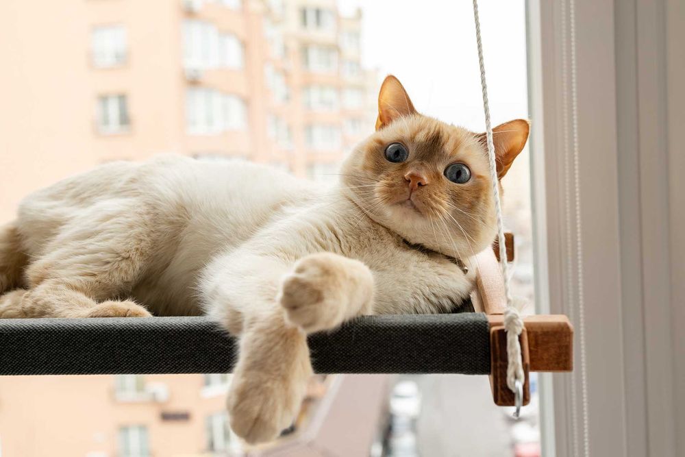 Лежак гамак для кота на вікно