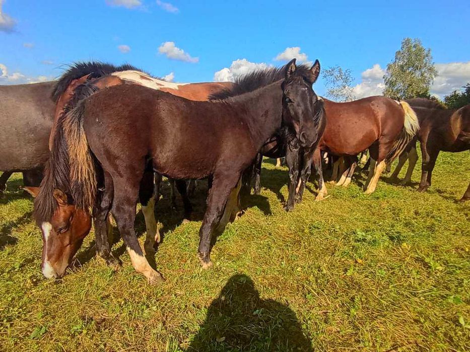 Ogierek huculski, hucuł z tego roku