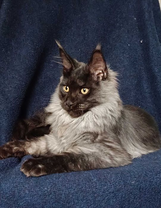 Котята мейн-кун 2 мальчика и девочка