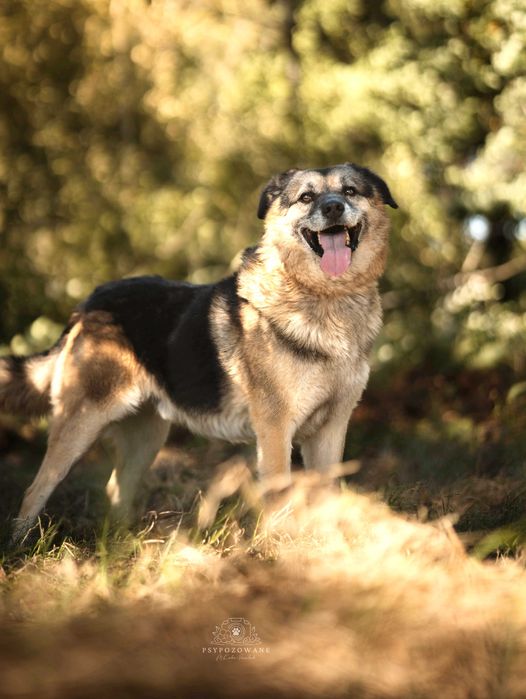 Hagi – rodzinny pies do przytulania, nie do życia za kratami