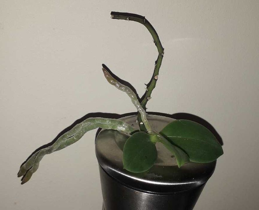 Storczyk botaniczny phalaenopsis equestris keiki - rezerwacja!