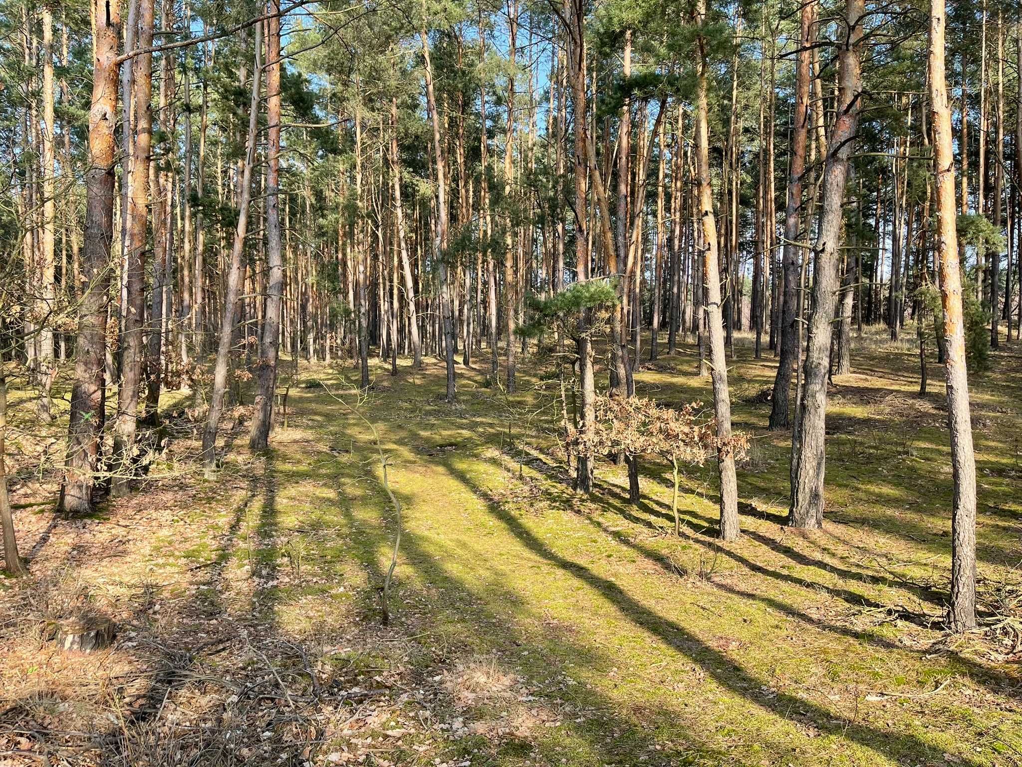 Działka Las Nowa Wieś Śladów Brochów Sochaczew Rzeka Bzura 1.2 ha