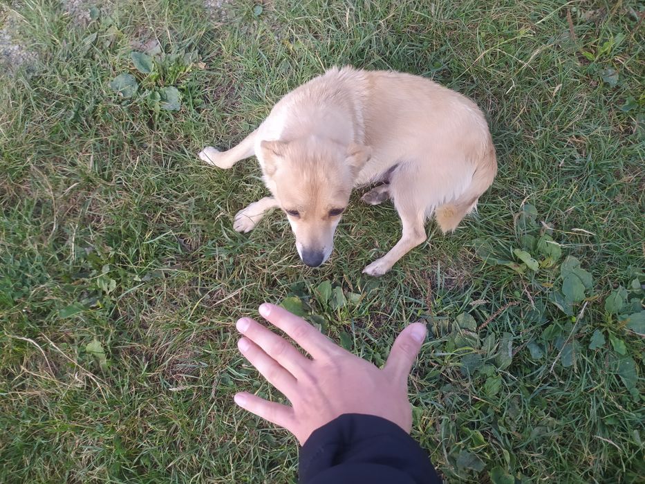 Терміново песики маленькі будуть