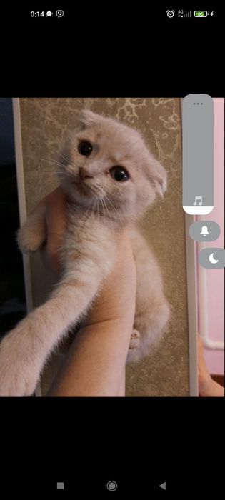 Кошеня Висловухе, 2 міс