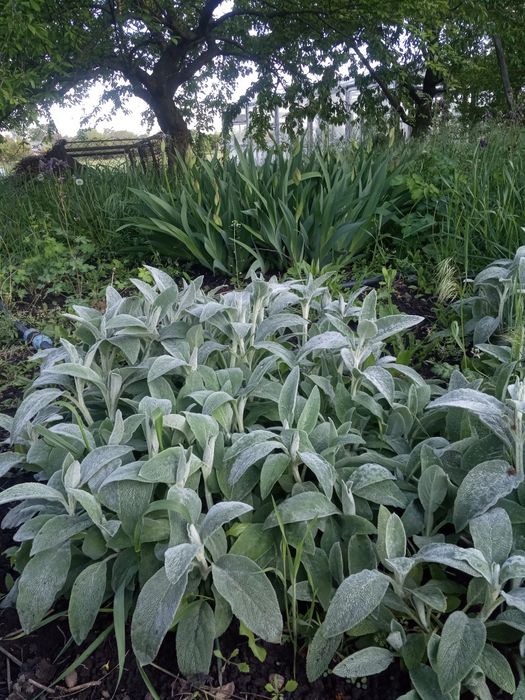 Продам грунтопокривні рослини,по 30грн.великі кущі,чистець та седуми,