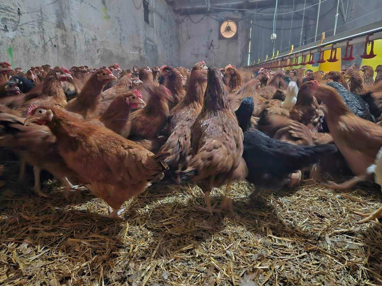 Młode kurki nioski odchowane Rosa, Leghorn, Sendi