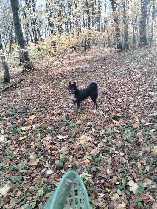 Віддам в добрі руки Лайка дівчинка 7 місяців