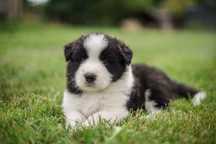 Border Collie Zkpw Wrocław - piesek