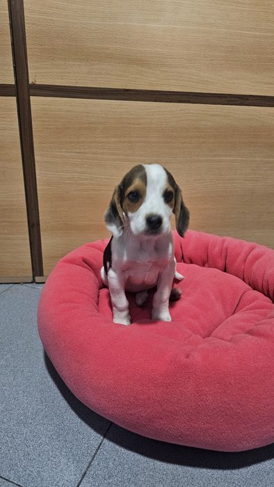 Beagle tricolor fêmea