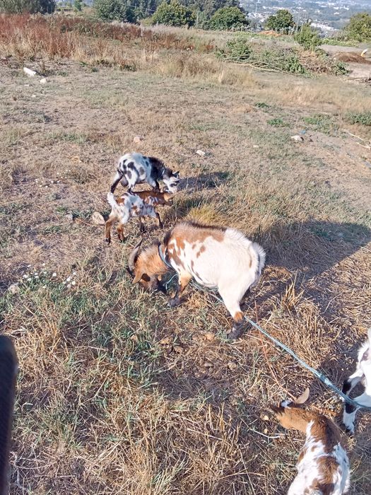 Cabritos anões  várias idades