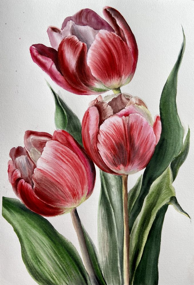 Картина акварелью «Тюльпаны»