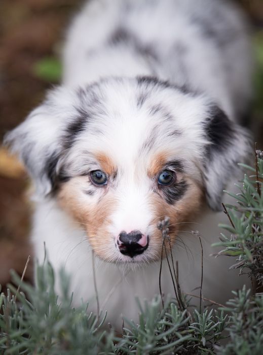 Owczarek australijski (typ amerykański) - Piesek Blue Merle