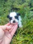 Piesek shih tzu do  rezerwacji