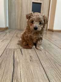 maltańczyk maltipoo suczka