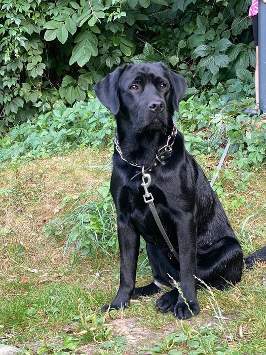 Вязка Лабрадор Ретривер